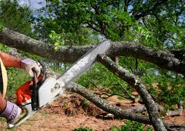 Reliable Taft Heights, CA Tree Removal Solutions