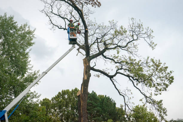 Best Fruit Tree Pruning  in Taft Heights, CA