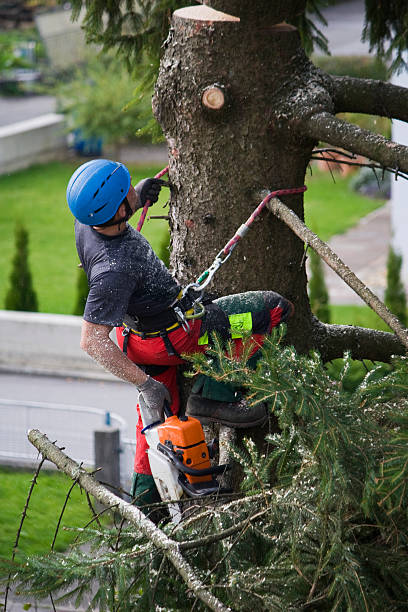 Lawn Watering Services in Taft Heights, CA