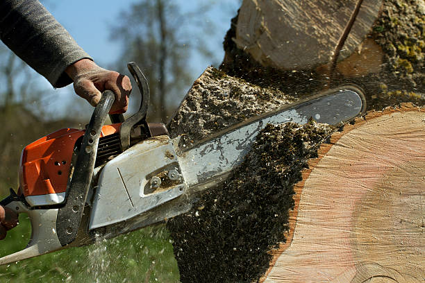 Taft Heights, CA Tree Removal Pros